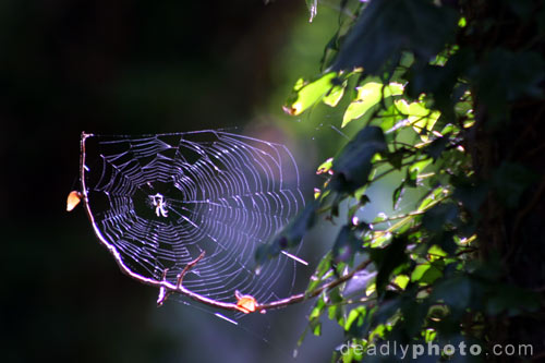 Spider web in Brian Boru's Fort, Killaloe, Co. Clare