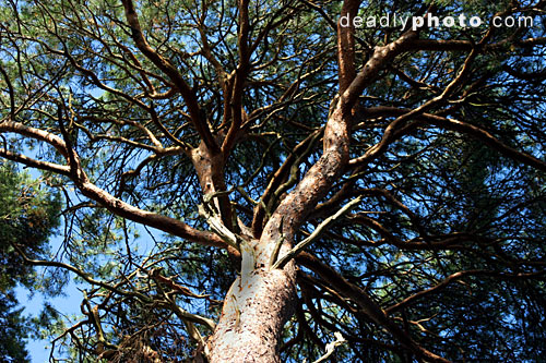 Scots pine growing in Brian Boru's Fort, Killaloe, Co. Clare