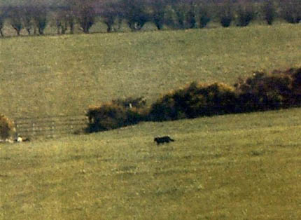 ABC: Big Cat Spotted near Letterkenny, Donegal