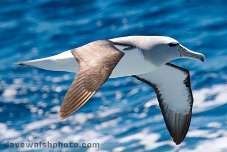 Salvin's Albatross, Thalassarche salvini Diomedeidae