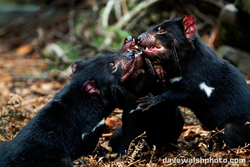 Tasmanian Devils feeding