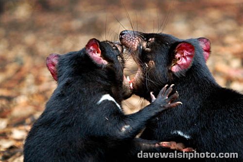 Tasmanian Devils fighting
